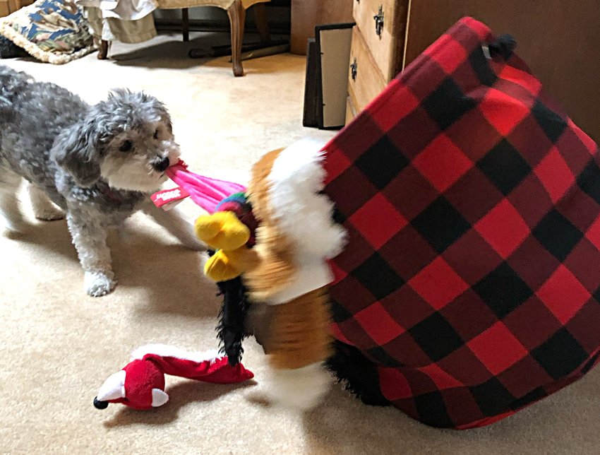 Dharma pranced along, making a pit stop to pull a stuffed animal from her Buffalo check (plaid?) toy chest.